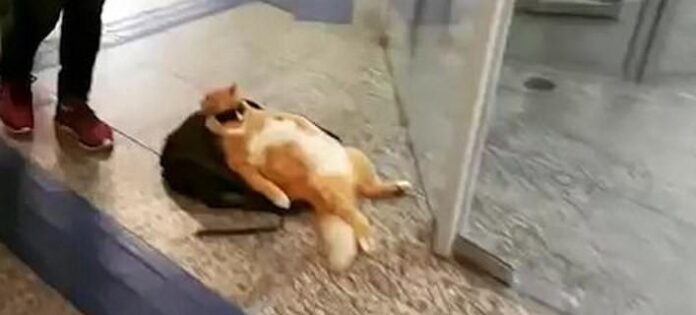 gata-cool.jpg