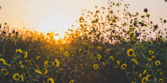 pexels-photo-1149405.jpeg