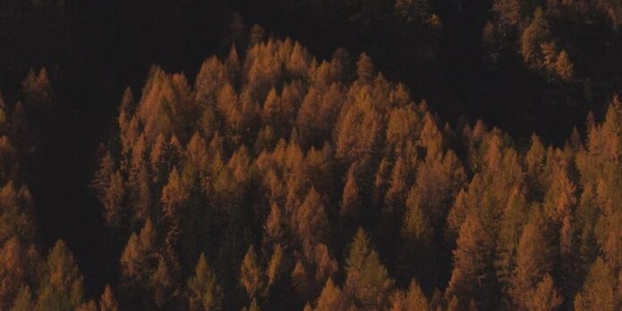 pexels-photo-1743375.jpeg