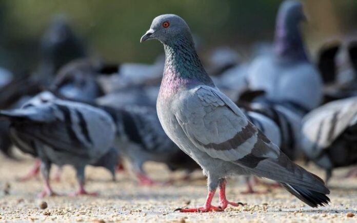 pigeon.jpg