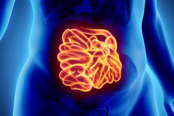 illustration-of-small-intestine-picture-id585055226.jpg
