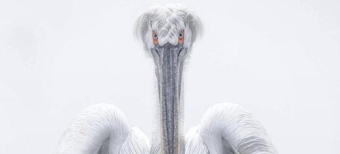 pelican708.jpg