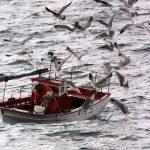 Μεσόγειος-Καταγράφεται-ανησυχητική-μείωση-των-πληθυσμών-υδρόβιων-πουλιών.jpg