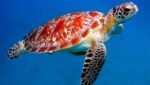 Ιαπωνία-Πάνω-από-30-θαλάσσιες-χελώνες-βρέθηκαν-μαχαιρωμένες.jpg