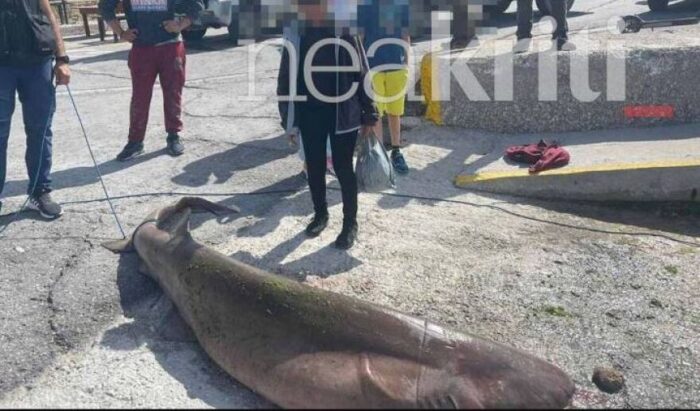 1682080224 581 Κρήτη Καρχαριοειδές 200 κιλών στα δίχτυα ψαράδων στην Ιεράπετρα 1