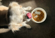 Ο σωστός τρόπος να διατηρούμε την τροφή του σκύλου μας