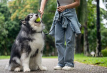 Αυτό είναι το πιο σημαντικό πράγμα που πρέπει να κάνετε στη βόλτα με τον σκύλο σας