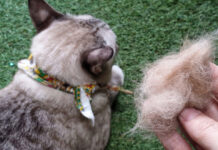 5 μύθοι για τις τριχόμπαλες της γάτας που μάλλον πιστεύεις και εσύ