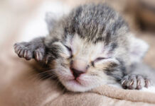 Πώς να καταλάβετε την ηλικία ενός μωρού γατιού: 3 βασικά σημάδια