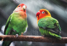 Οι πιο σπάνιες ράτσες παπαγάλων με ιδιαίτερες φωνές