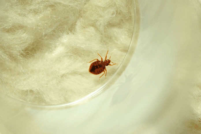 apotakorioukiawww.ghilotina.com