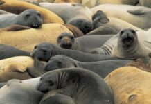 Η γρίπη των πτηνών αποδεκατίζει τους θαλάσσιους ελέφαντες της Ανταρκτικής