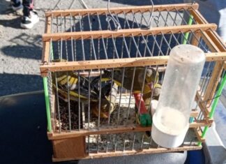 Έρευνα WWF: Στη μαύρη αγορά η άγρια πανίδα και χλωρίδα της Ελλάδας