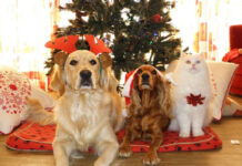 Οι πιο επικίνδυνες χριστουγεννιάτικες λιχουδιές για τους σκύλους & τις γάτες
