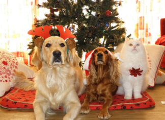 Οι πιο επικίνδυνες χριστουγεννιάτικες λιχουδιές για τους σκύλους & τις γάτες
