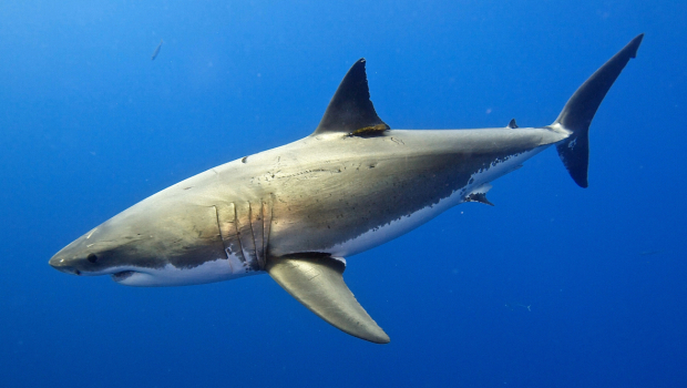 Great_White_Shark_14730723649-620x350.jpg