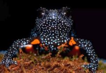 Θύμα της ομορφιάς του, αυτό το βατραχάκι απειλείται από τους τουρίστες που το φωτογραφίζουν