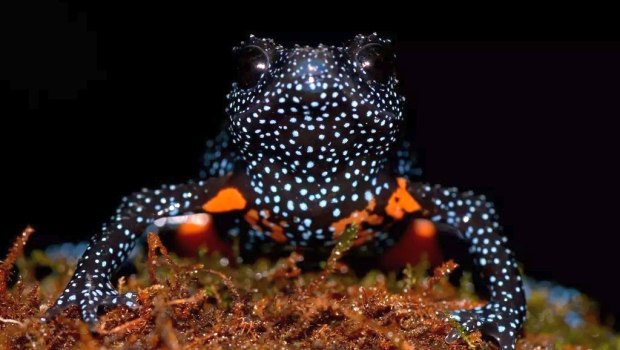 Photo-of-Galaxy-frog-in-Western-Ghats-India-taken-by-conservationist-7-c-Rajkumar-KP-620x350.jpg