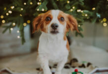 Γιορτές με ασφάλεια: Οι τροφές που πρέπει να μείνουν μακριά από τα κατοικίδια