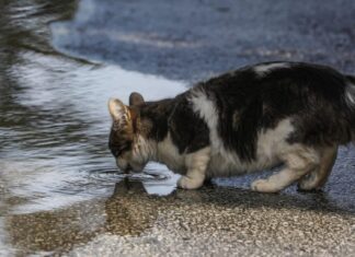 Φρίκη στην Ηλιούπολη: «Serial killer» ζώων πέταξε αποκεφαλισμένο γατάκι σε νηπιαγωγείο