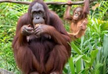 Ουρακοτάγκος του Ταπανούλι: Φόβοι για τον σπανιότερο πίθηκο του κόσμου μετά τον κυκλώνα στη Σουμάτρα