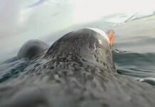 Υποβρύχιο βίντεο ενός… πιγκουίνου – Τι κατέγραψε η κάμερα