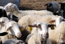 «Δεν υπάρχει μελέτη που να αναγνωρίζει την φυλή αιγοπροβάτων του Ρουμλουκίου» – Τι καταγγέλλεται για τον κτηνοτρόφο