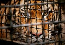 Αυξάνεται το λαθρεμπόριο άγριας ζωής – Ρεκόρ στις κατασχέσεις ζώων και φυτών