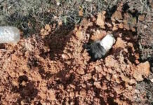 Θεσσαλονίκη: Ελεύθερος με όρους ο 90χρονος που έθαψε ζωντανό το σκυλί της κόρης του – «Νόμιζα πως ήταν νεκρό» είπε ο ίδιος