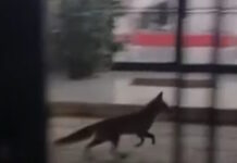 Μέγαρο Μαξίμου: Αλεπού «έκοβε βόλτες» στην αυλή του κτιρίου