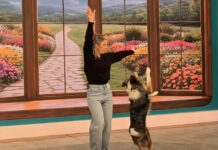 Eurovision 2026: Η viral στιγμή με σκύλο που χορεύει στον ρυθμό του «Ferto»