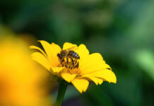 Save the bees! Όταν τα λουλούδια γίνονται… φορείς ιών