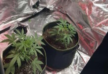 Ρόδος: Τέσσερις συλλήψεις για ναρκωτικά – Βίντεο από το εργαστήριο κάνναβης που είχαν στήσει