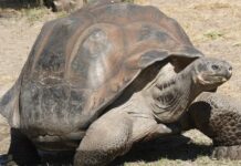 Γιγάντιες χελώνες επέστρεψαν σε νησί των Γκαλαπάγκος ενάμιση αιώνα μετά