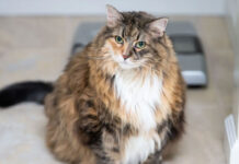 Ozempets: Η νέα τάση στα κατοικίδια – Ένεση αδυνατίσματος ή παγίδα για την ευτυχία τους;