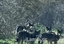 Αγέλη λύκων έκανε την εμφάνισή της κοντά σε χωριό της Λαμίας