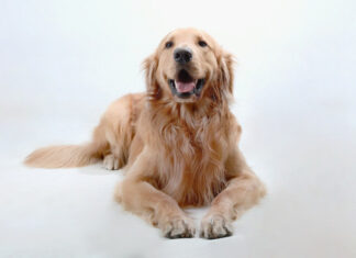 Τα πιο συνηθισμένα παράσιτα στους σκύλους και τρόποι πρόληψης