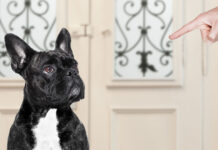 Όχι φωνές: Πώς να σταματάς τις κακές συμπεριφορές του σκύλου σου