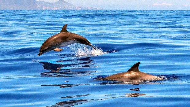 Dolphin_Ocean-620x350.jpg