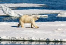 Η βιομηχανία ορυκτών καυσίμων πιέζει την ΕΕ για γεωτρήσεις στην Αρκτική