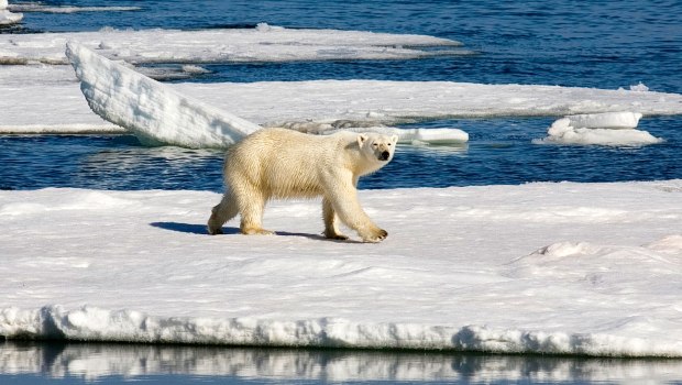 polar-bear-620x350.jpg