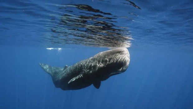 sperm-whale-620x350.jpg