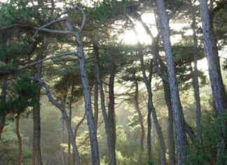 Εθνικό Πάρκο Δαδιάς: Έγκλημα κατά της άγριας ζωής