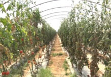 «Βουνό» η ακρίβεια, φουσκώνουν οι λογαριασμοί – Αυξήσεις σοκ έως και 350% στα λιπάσματα καταγγέλουν οι παραγωγοί