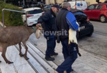 Καλλιακμάνης για Αμπελόκηπους: CEOγνωστής εταιρείας είχε το παράνομο μαντρί σε ταράτσα 16ου ορόφου