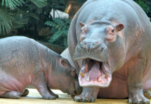 Σε θανάτωση θα οδηγηθούν 80 από τους διαβόητους «ιπποπόταμους του Εσκομπάρ» στην Κολομβία