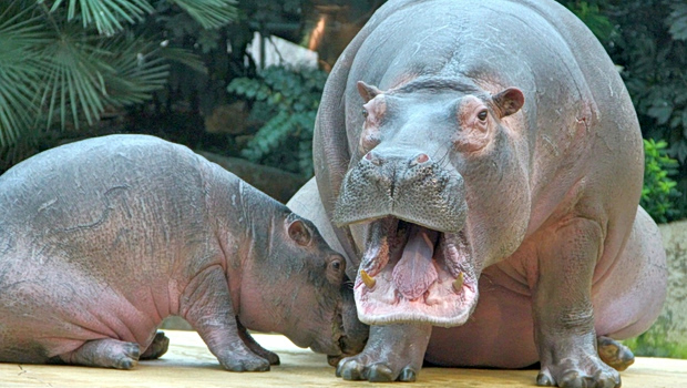 zoo_animals_hippos-1152134.jpgd_-620x350.jpg