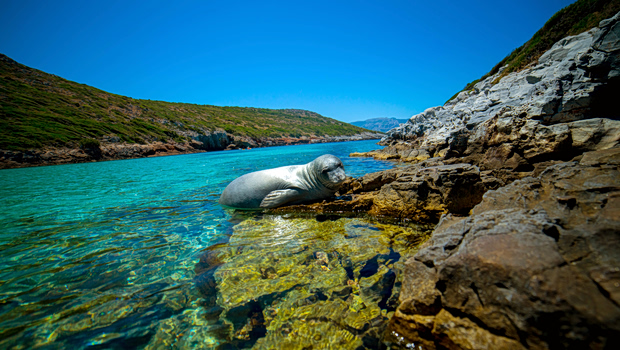 EV_SAMOS_FOKIA_ARGYRO_2-620x350.jpg