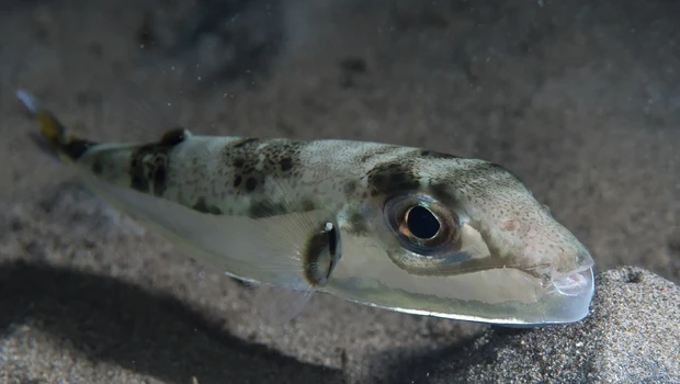 2560pxsilver-puffer-lagocephalus-sceleratus-48272090586-620x350.webp.webp