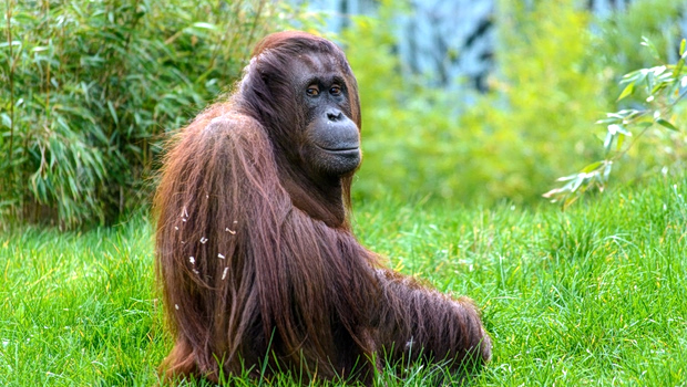 animal_monkey_zoo_monkey_portrait_orang_utan_mammals_tiergarten-807804.jpgd_-620x350.jpg